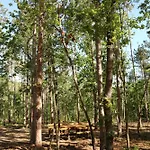 Park Bellevue Отель Золотые Пески